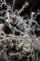 oft focused shot of sagebush, wormwood or mugwort sprouts on blurry autumn forest background