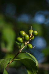 Frangula rhamnus bush branches with unripe green berries in sunlight on blurry forest background