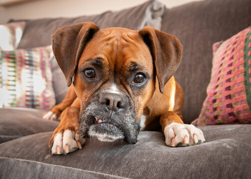 Close-up of a boxer dog with crooked teeth lying on a sofa