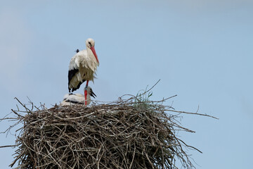 Fototapeta premium Cigogne blanche, Ciconia Ciconia 