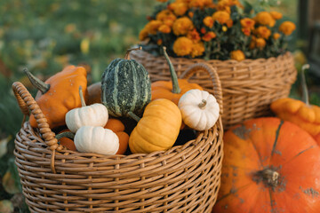 Close-up of wicker baskets filled with assorted pumpkins and orange chrysanthemums in a garden