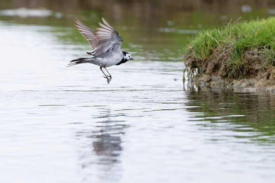 Bergeronnette grise- Motacilla alba - Hoche queue gris - passereaux - motacillid&eacute;s
