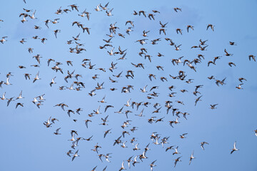 bécasseau sanderling - Calidris alba - limicoles - Scolopacidae 
