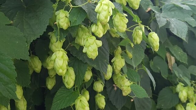 Common Hop, cone-shaped blossoms and leaves, close up. Beer production ingredients simple concept, nobody, harvest