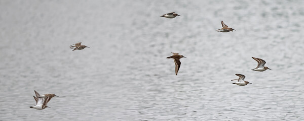 bécasseau sanderling - Calidris alba - limicoles - Scolopacidae 