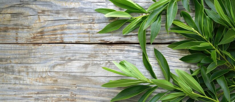 Green leaves of Agonis flexuosa on a white wooden table copyspace