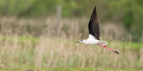Échasse blanche - Himantopus himantopus - oiseaux échassiers - limicoles - Recurvirostridae
