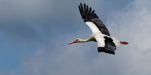 Cigogne blanche, Ciconia Ciconia
