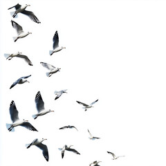 Obraz premium Flying birds border with white isolated background.