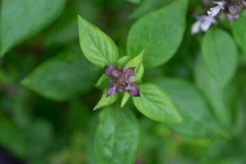 Basil leaves and flower with branch on tree in organic garden selective focus blurred background