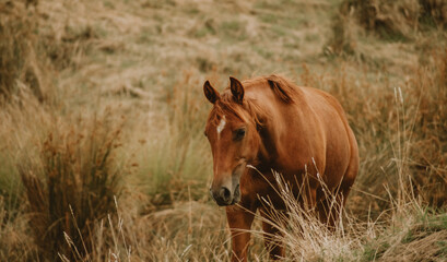 Horses at Sunset