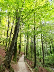 Green forest with hiking path in late summer. Sunny sky in background.