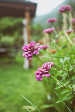 Close-up of pink Zinnia flowers growing in a garden with a pergola in the background, Spain