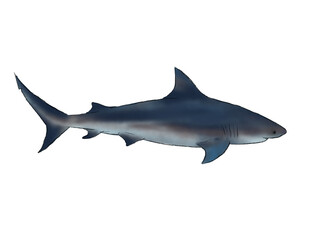 Realistic Watercolor Bull Shark on the white background
