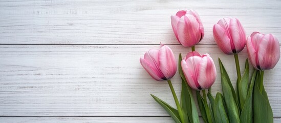 pink tulips against a white wooden background. with copy space image. Place for adding text or design