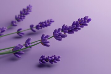 Obraz na płótnie Canvas a close-up of a single, perfect lavender sprig on a soft purple background, the sprig's delicate flowers and stems visible