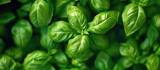 Fresh basil plant in a pot on a textured background Fresh organic basil leaves Spices Vegan Home gardening in the kitchen Home planting and food cultivation Basil plant Copy space