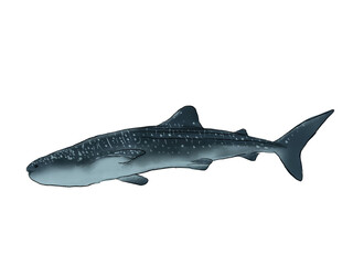 Realistic Watercolor Whale Shark on the white background