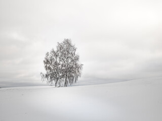 Brzoza zimą. © Czesaw