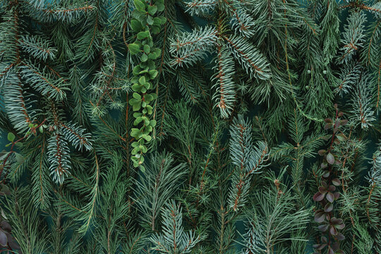 Full frame close-up of assorted green Christmas conifer branches for a festive background