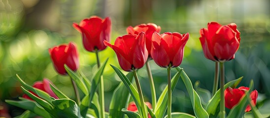 Naklejka premium red tulips against a green paper background. with copy space image. Place for adding text or design