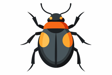A Beetle on a white background