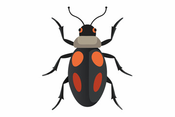 A Beetle on a white background