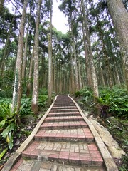 Obraz premium path in the forest