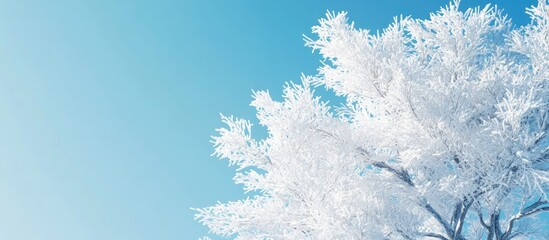 Snow covered tree against a clear blue sky with sunlight Copy space