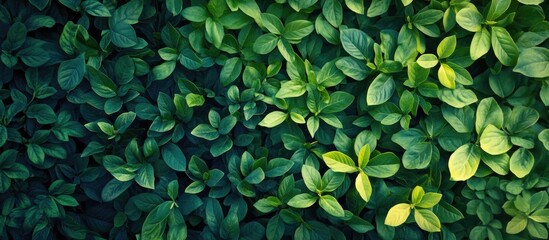 Vibrant green plants in the garden backdrop. with copy space image. Place for adding text or design