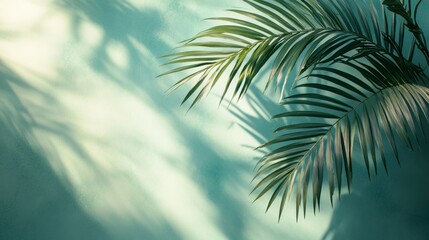 Naklejka premium Palm Fronds Casting Shadows on a Teal Wall