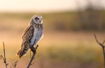 Gorgeous short-eared owl perched on a branch backlit by morning sun on a field in Northern Norway in spring