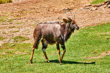 Fototapeta premium Eine Reise durch Südafrika.
