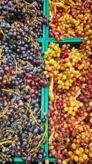 grape varieties in the supermarket aisle