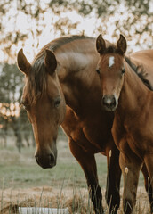 Fototapeta premium Horses at Sunset