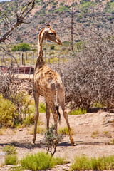 Eine Reise durch Südafrika.