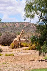 Eine Reise durch Südafrika.