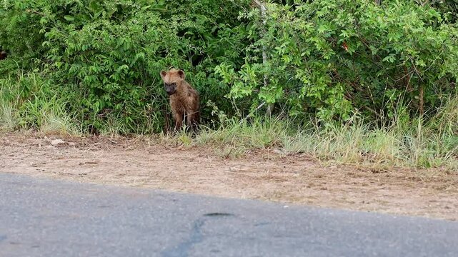 Disabled juvenile hyena walks out of bush onto side of tar road in game reserve