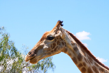 Eine Reise durch Südafrika.