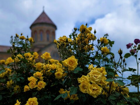 Roses at Bodbe nunnery (Kakheti region, Georgia)