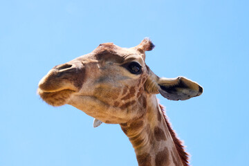 Naklejka premium Eine Reise durch Südafrika.