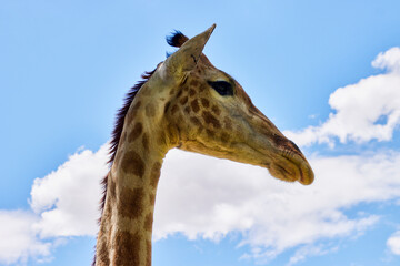 Eine Reise durch Südafrika.