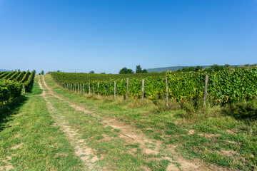 Earthen road between rows of grape vines in a vineyard. Grape clusters and leaves are visible. Clear sky