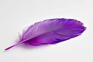 Purple feather on white background, lightweight