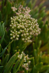 Macro image of wild flowers growing on Asparagus Island Kynance Cove Cornwall