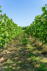 Rows of grape vines in a vineyard. Grape clusters and leaves are visible