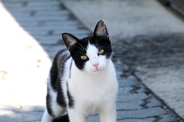 animal gato - Felis catus