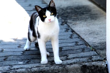 animal gato - Felis catus