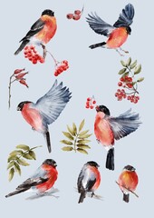 Watercolor set of bullfinch birds, leaves and berries of viburnum, rose hips on a light background