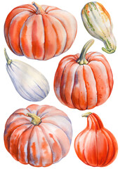 Pumpkin paint illustration. Pumpkins set watercolor botanical painting, isolated on white background. fall clipart
